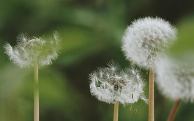 Why is My Child Allergic to Spring?