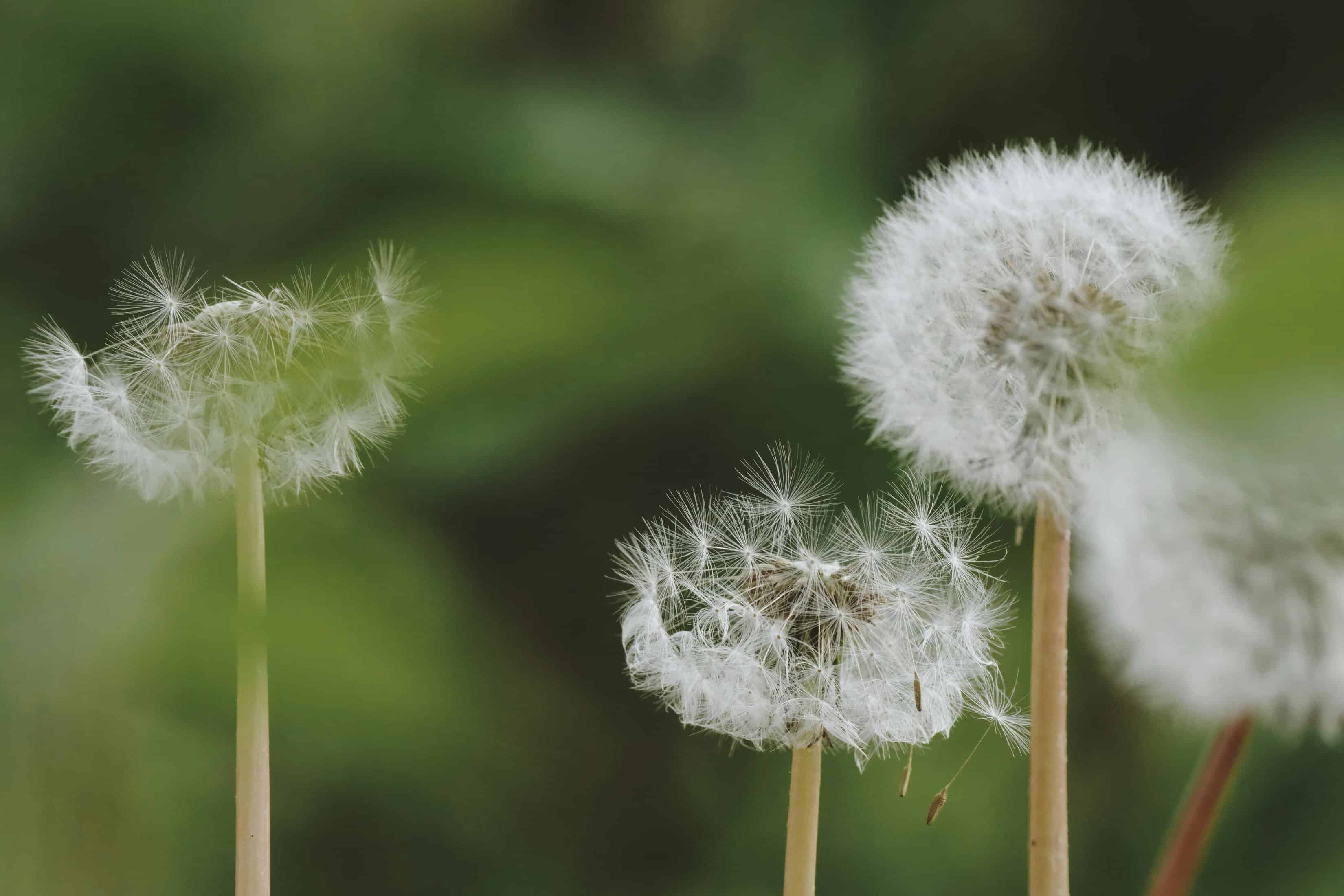 pexels-mehmet-31749542